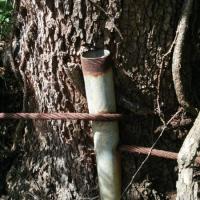 Post in tree